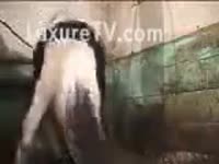Beast Porn - Mature woman drilled by horse